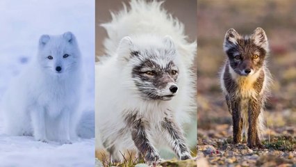 Répartition de la vie sur Terre   SVT collège