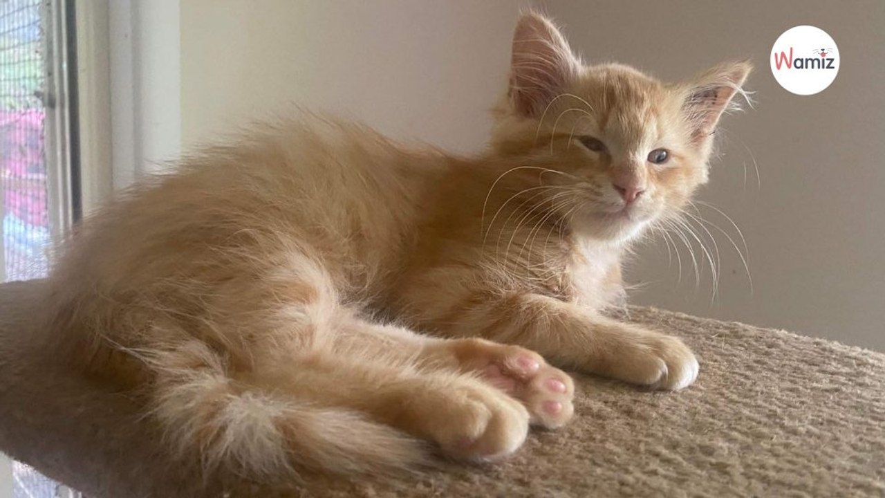 Il trouve un chaton seul dans la rue et l'emmène chez le vétérinaire : les examens dévoilent un élément inattendu