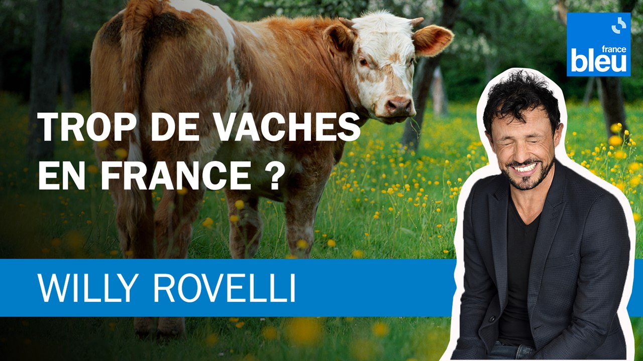 Trop de vaches en France ? - Le billet de Willy Rovelli