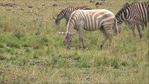 ‘Extremely rare’ Albino zebra ‘seen only a handful of times’ caught on camera