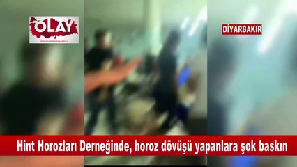 Hint Horozları Derneğinde, horoz dövüşü yapanlara şok baskın