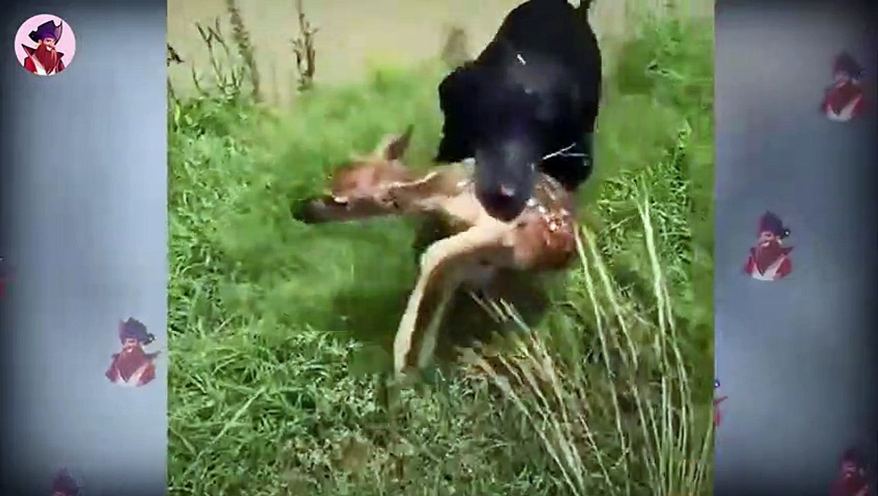 15 Momente, In Denen Tapfere Und Riesige Tiere Anderen Tieren Geholfen Haben