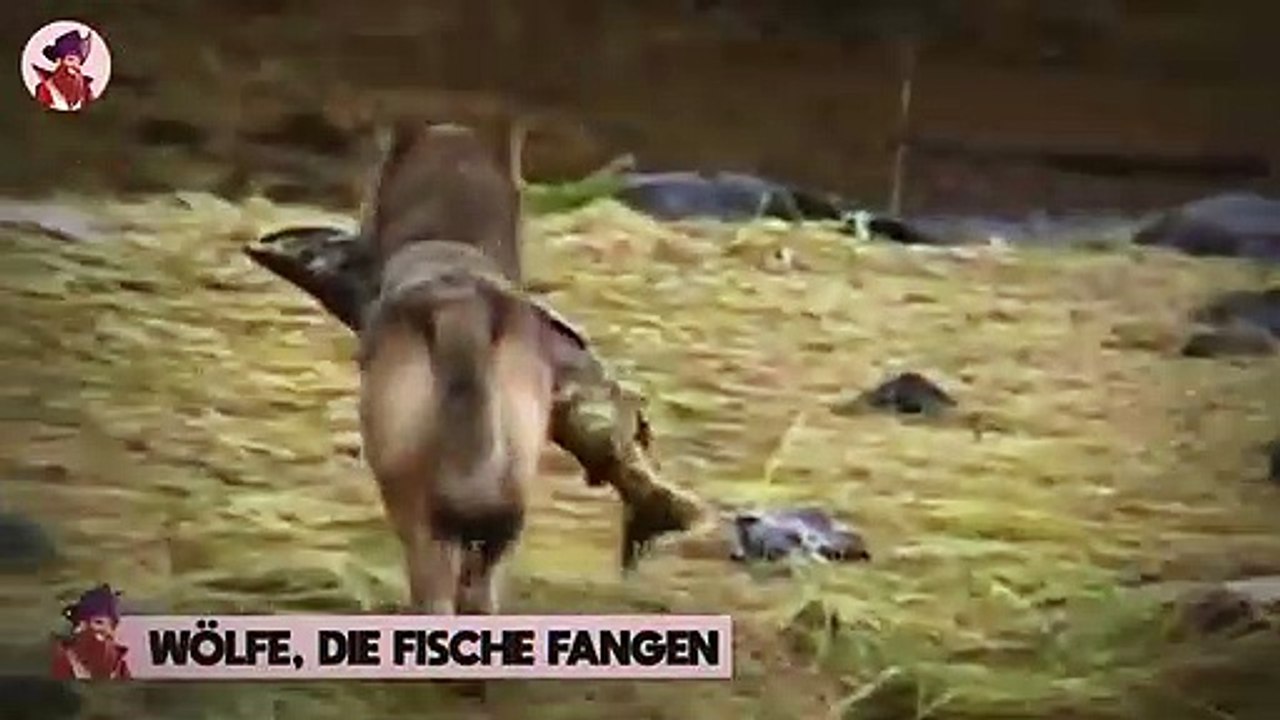 15 quälende Momente, die zeigten, wie brutal hungrige Wölfe sein können