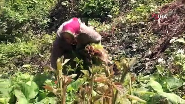 Bu bitki her derde deva: Boğazları temizliyor, şeker hastalığına iyi geliyor