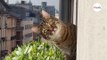 Il partage son étrange rencontre avec le chat des voisins : plus de 5 millions d’internautes sont hilares