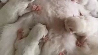 Mother cat Feeding her cutest tribe kittens