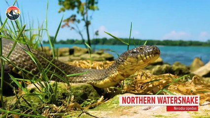 Would You Enter a Snake Infested Forest