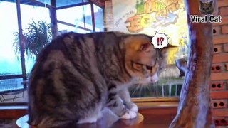 Funny Cats And Kittens Life 4K Quality Video Episode 3 _ Viral Cat