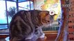 Funny Cats And Kittens Life 4K Quality Video Episode 3 _ Viral Cat
