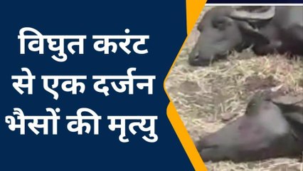 बारा : बिजली की लाइन टूटने से एक दर्जन से भैसों की हुई मौत, जानिए आगे ?