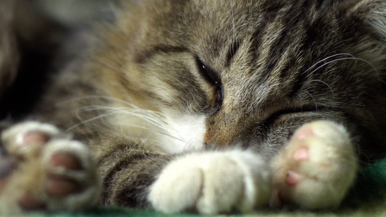 5 überraschende Fakten über Katzen