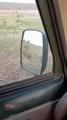 खेत में घुसा पैंथर, युवक पर किया हमला