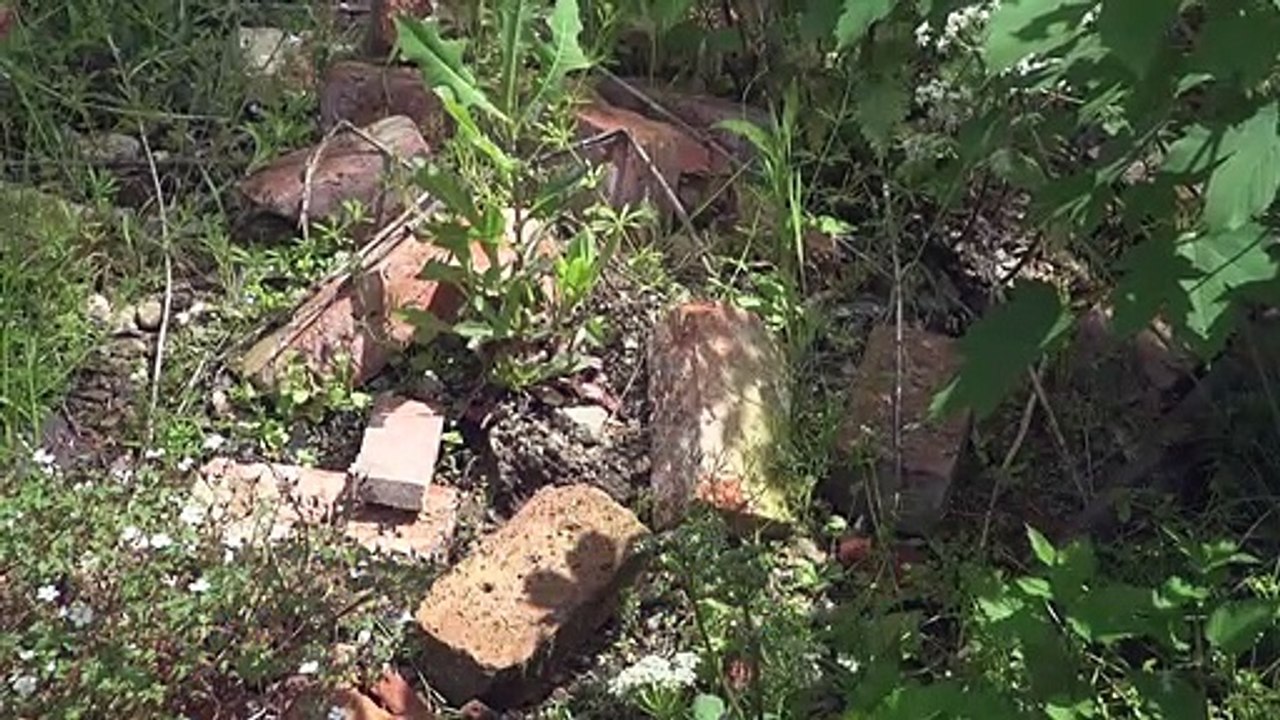 Les mauvaises herbes s'invitent au célèbre Chelsea Flower Show