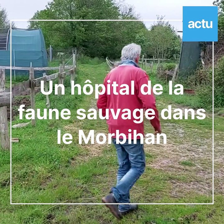 Un hôpital de la faune sauvage est installé dans le Morbihan