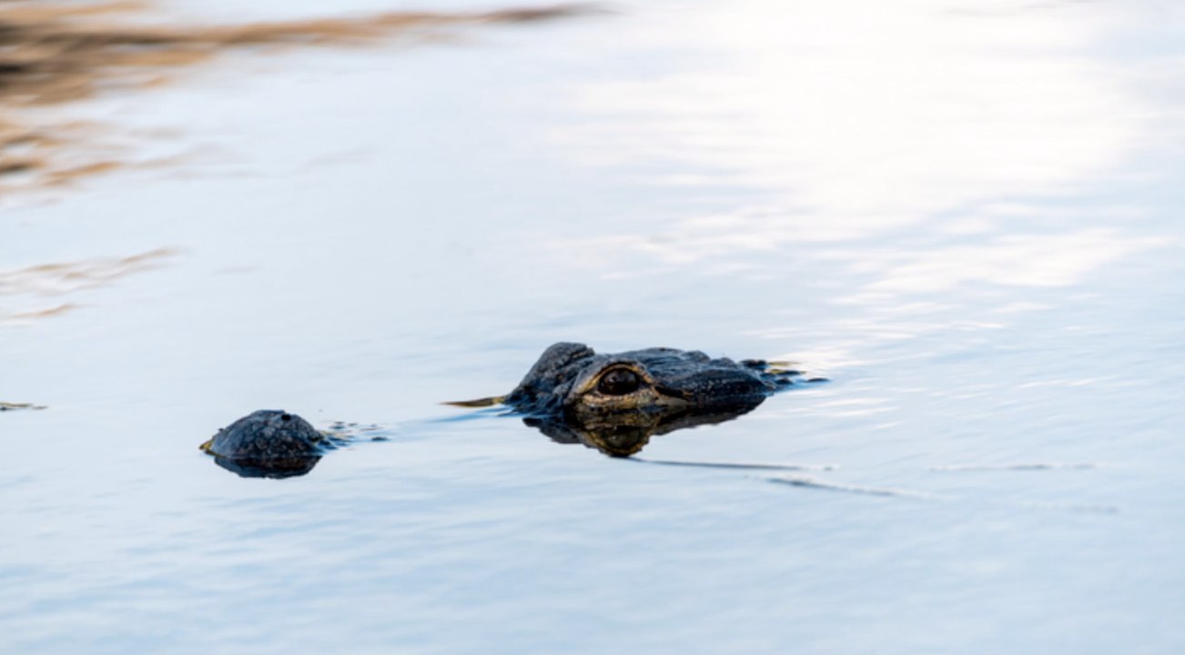 Barbesucher wird bei Toilettengang im Freien von Alligator angegriffen