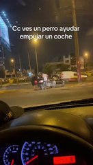 Perrito ayuda a empujar el carro de su dueño