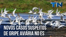Novos casos suspeitos de gripe aviária no ES