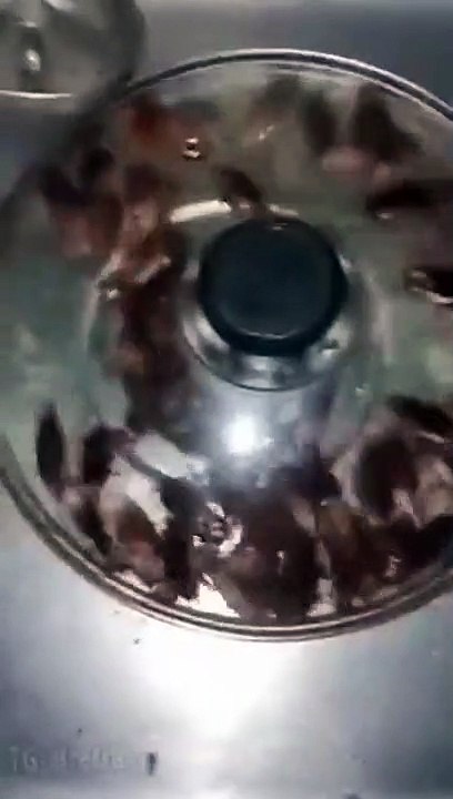 Invasion de cafards dans la cuisine