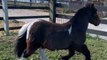 Sassy mini-horse tries telling his owner he doesn't want to trot