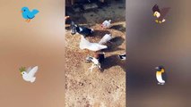 Kabootar hi kabootar | Video for pigeon birds lovers | Dailymotion video|