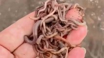 Texas woman goes 'Earthworm-Hunting' following heavy rain