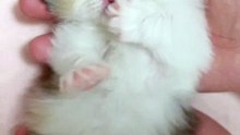 Funny cat videos | cute cats | Try not to laugh | Cat videos Compilation 2023