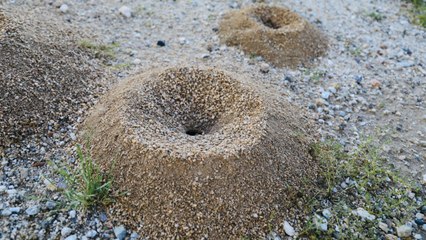 How To Control Fire Ants Effectively All Season Long