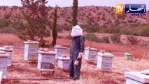 سيدي بلعباس: تربية النحل وإنتاج العسل.. شغف عمي علي منذ الصغر