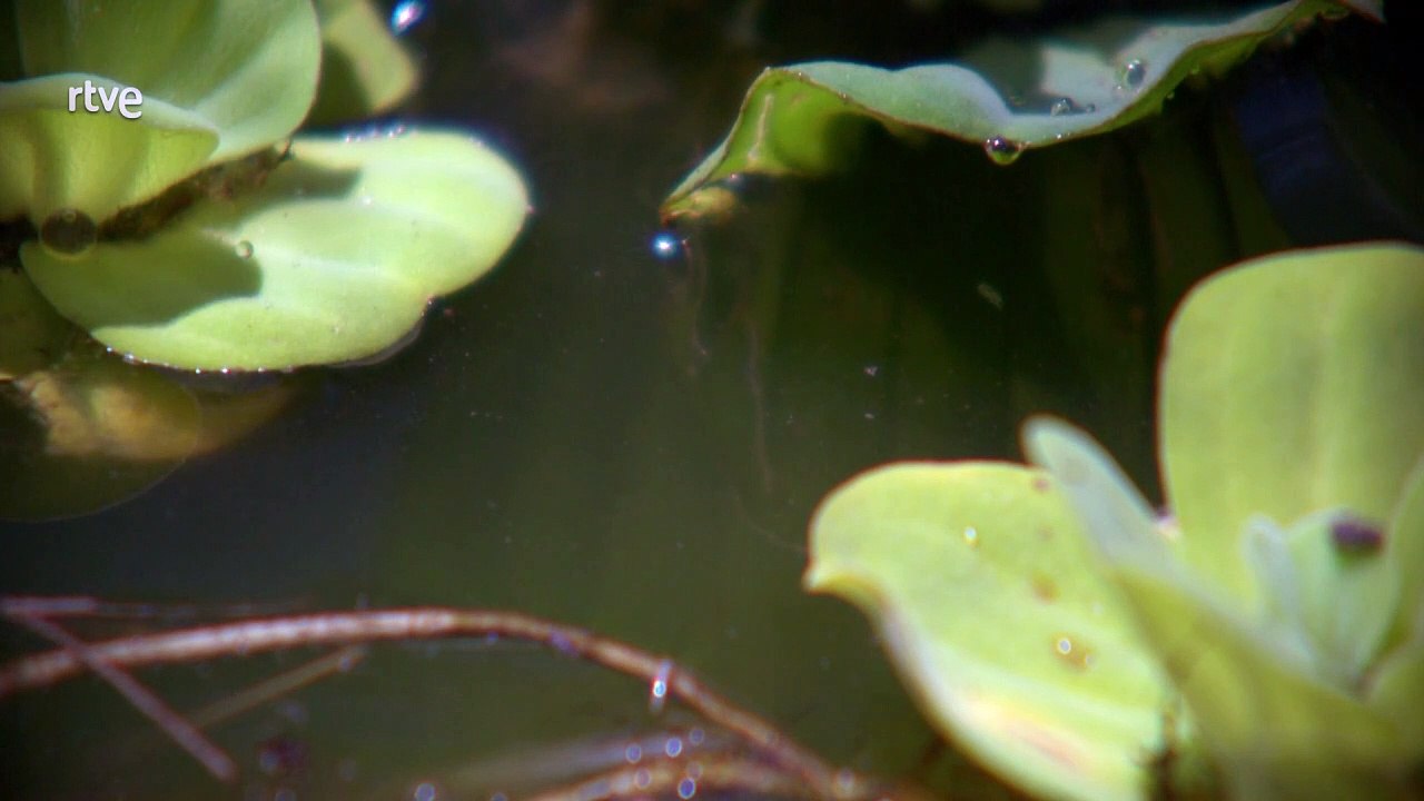 Una historia de peces