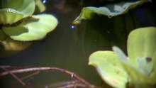 Una historia de peces