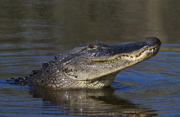 Man lost arm after alligator attack behind a Florida bar
