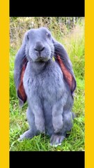 Are you still animal's lover? then it's only for you dear. wait till end #animallovers