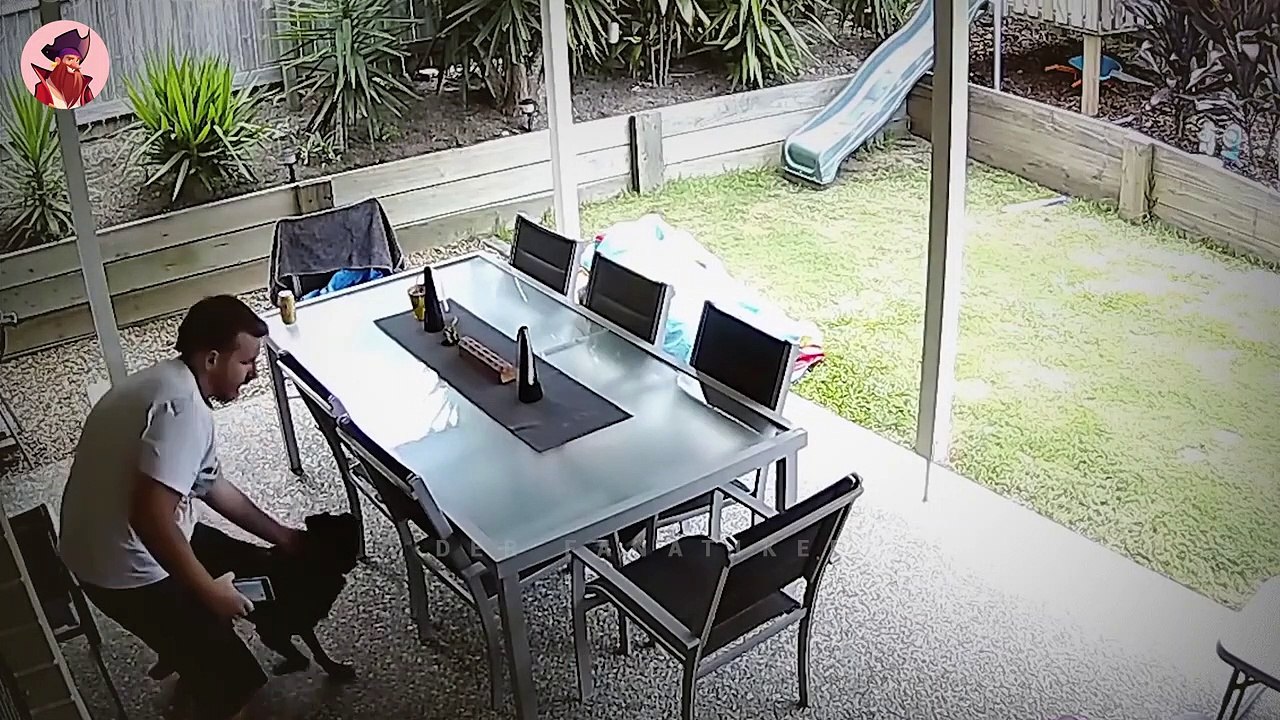 20 außergewöhnliche Tiere, die Menschen gerettet haben