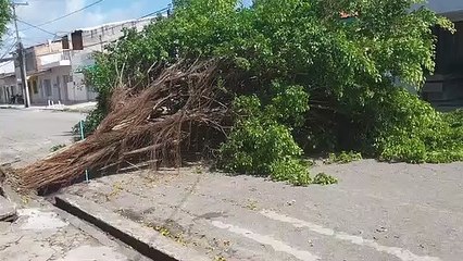 Ávore cai e interdita trecho de rua no Prado