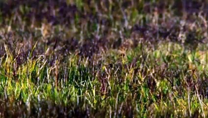 Un bison s'invite à la maison - ZAPPING SAUVAGE 16