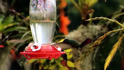 Ces singes se font un jacuzzi - ZAPPING SAUVAGE 20