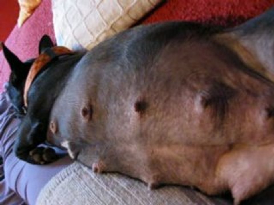 bactérie J58 du mariage avec Ugo