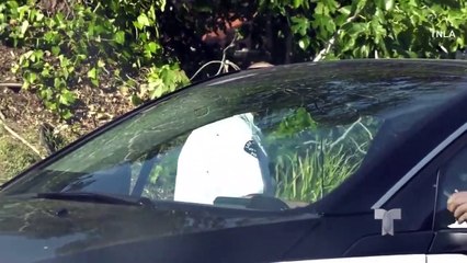policía es atacado por enjambre de abejas