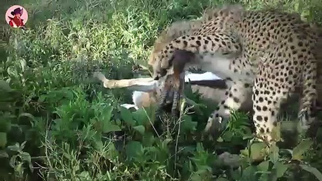 Wie Raubtiere ihre Jagdfähigkeiten erlernen und verbessern