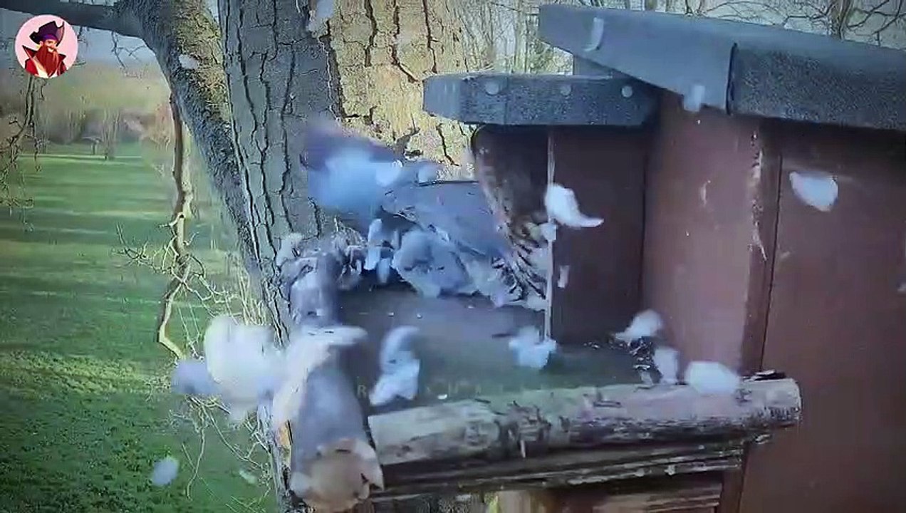 Warum sogar Adler manchmal Angst vor Eulen haben