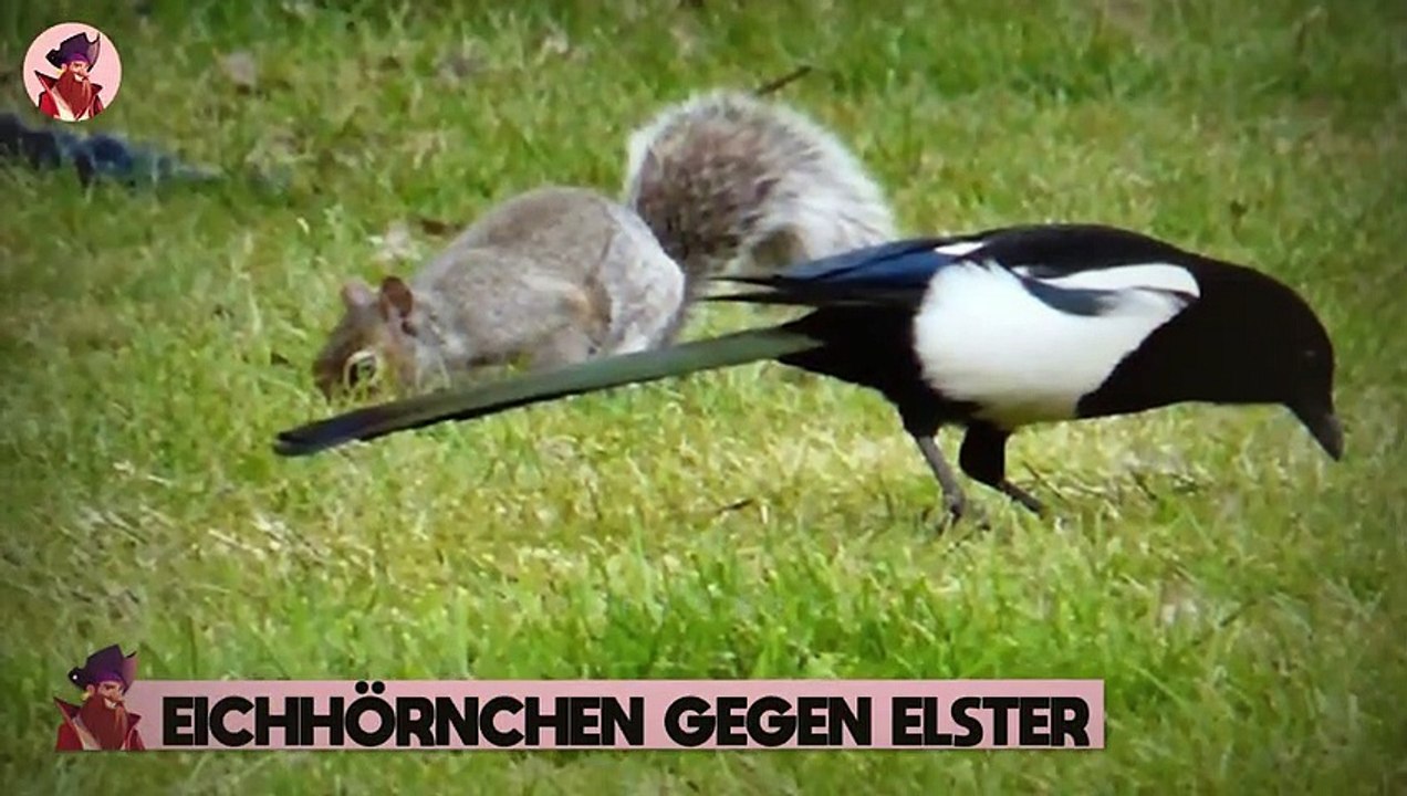 Wie Eichhörnchen jagen und in der Wildnis überleben