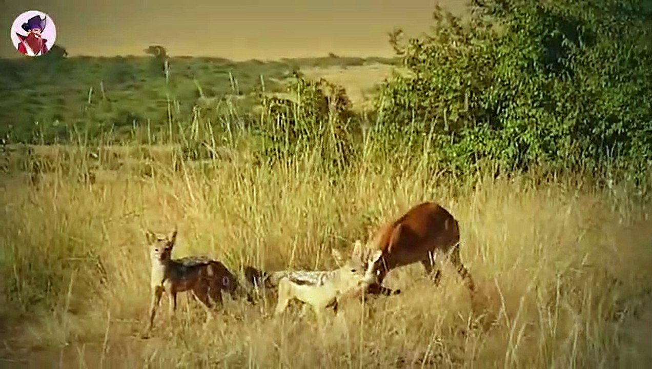 Wilde Tiere, die in Rudeln jagen und ihre Beute erbarmungslos angreifen und töten