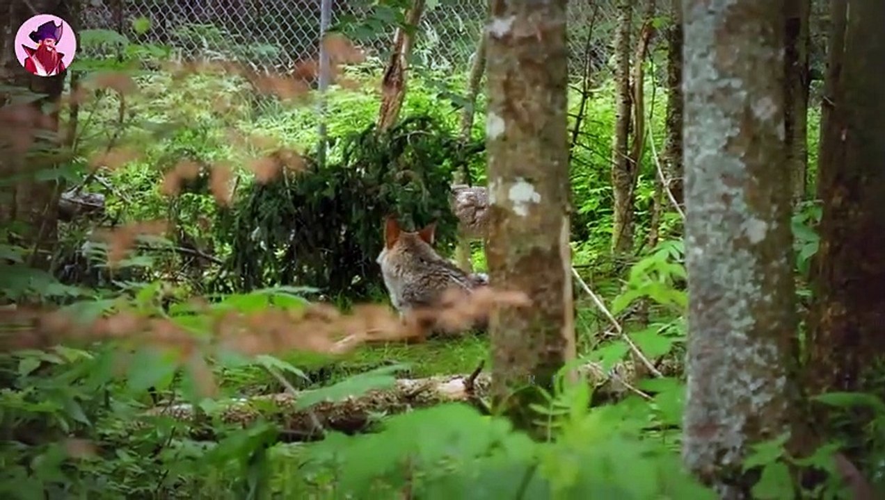 WÖLFE Seltene und grausame Raubtiere!