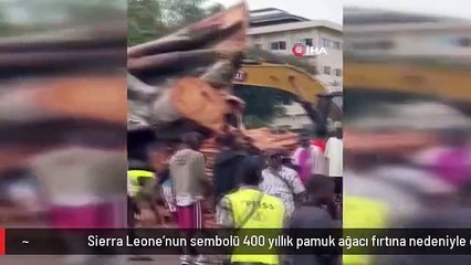 Sierra Leone'nun sembolü 400 yıllık pamuk ağacı fırtına nedeniyle devrildi