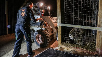 جريمة إخراج الحيوانات من بيئتها البرية