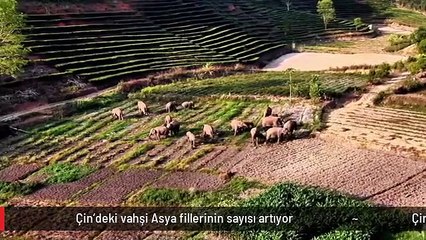 Çin'deki vahşi Asya fillerinin sayısı artıyor