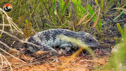 Armored Lizard BITES HARD!