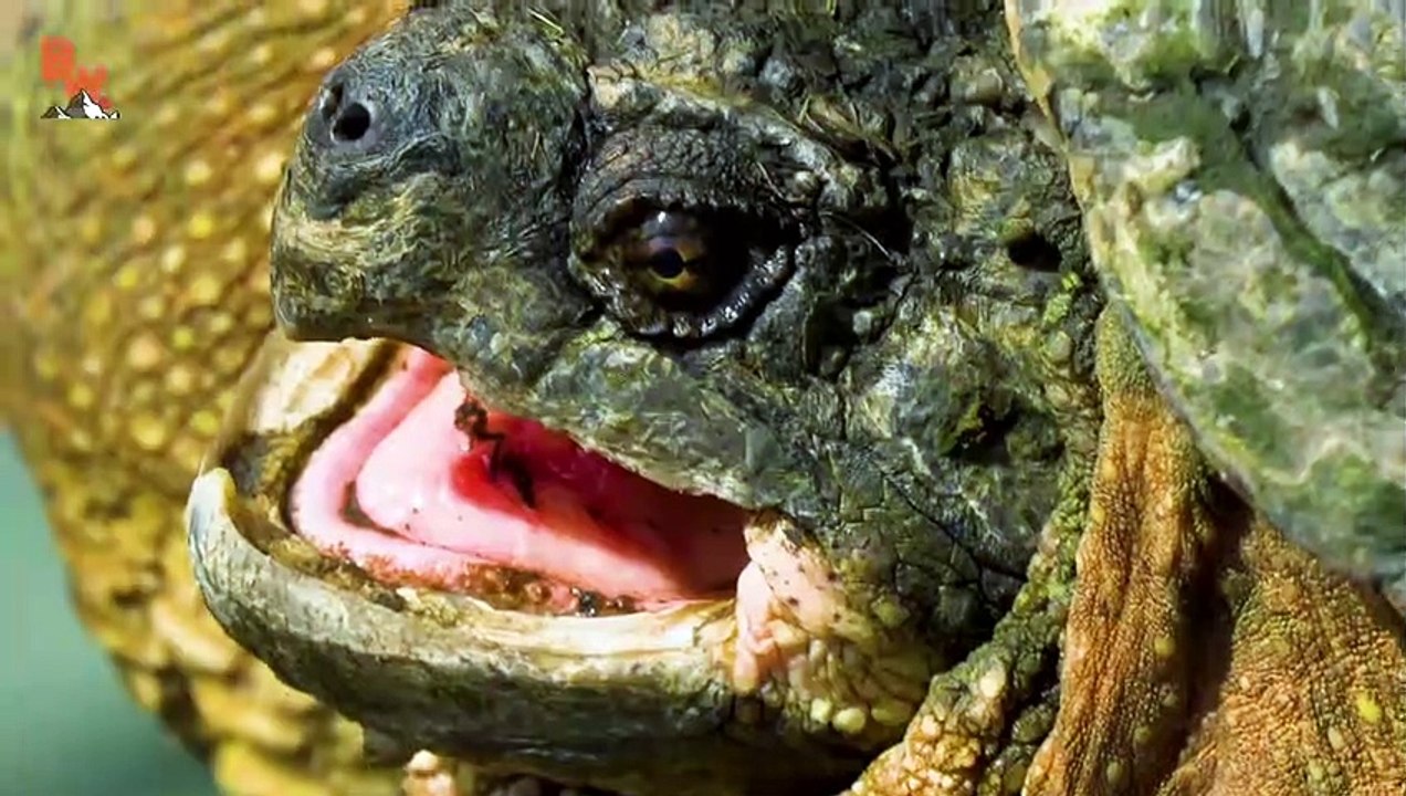 Everyone's Favorite Turtles!