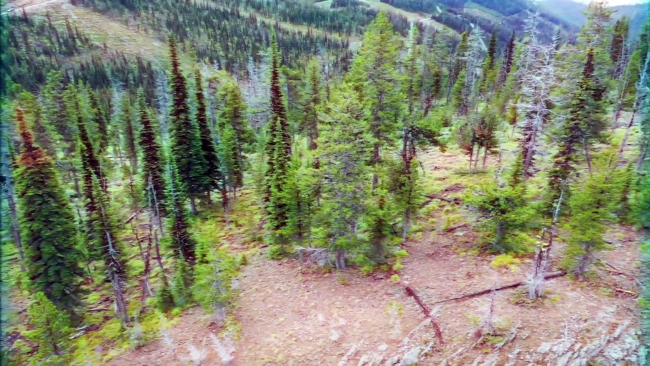 The Case of Shasta Groene