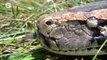 Giant Snake of the Everglades - The Invasive Burmese Python